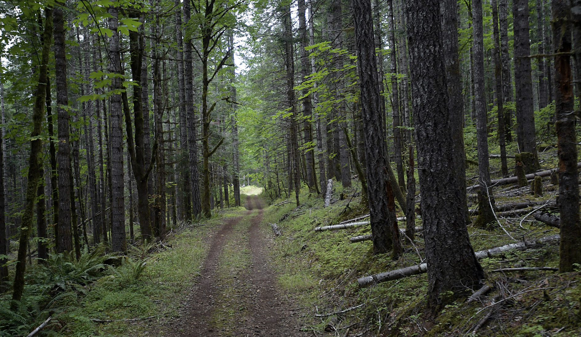 100119-adh-nws-Benton Tree Farm02-my